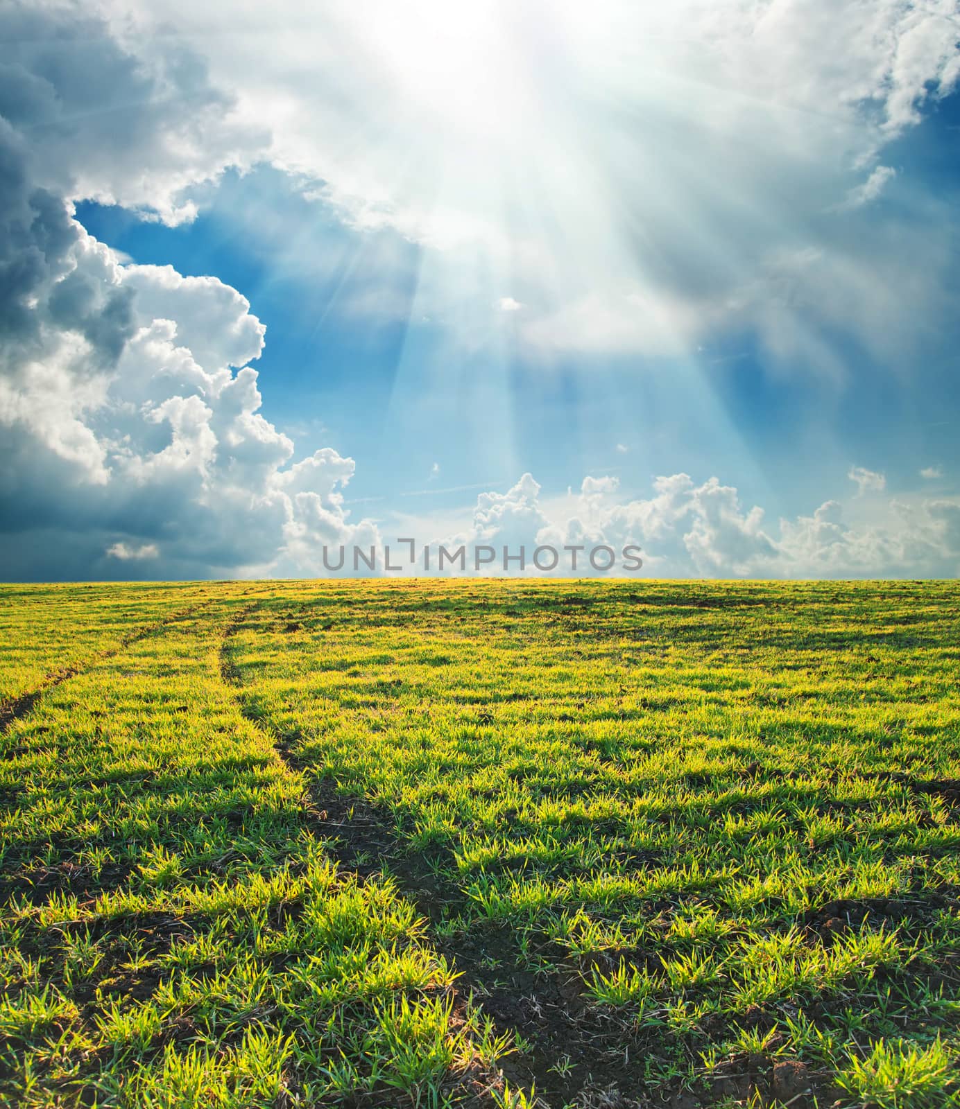 green field with path under sun