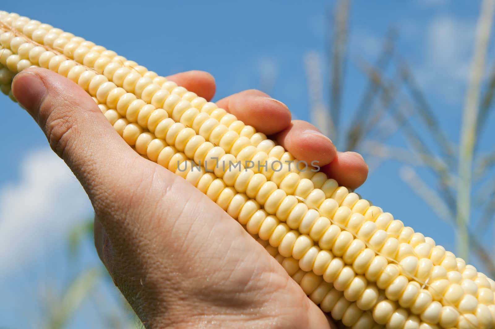 maize in hand