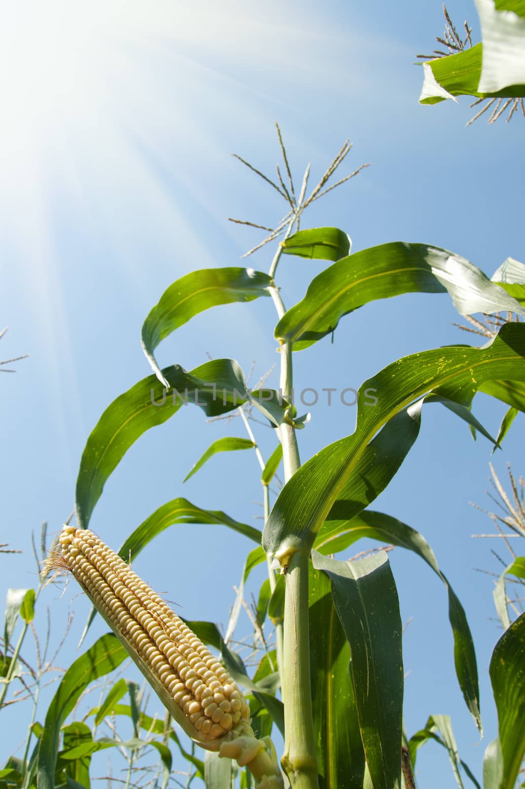 corn on the cob under sunrays