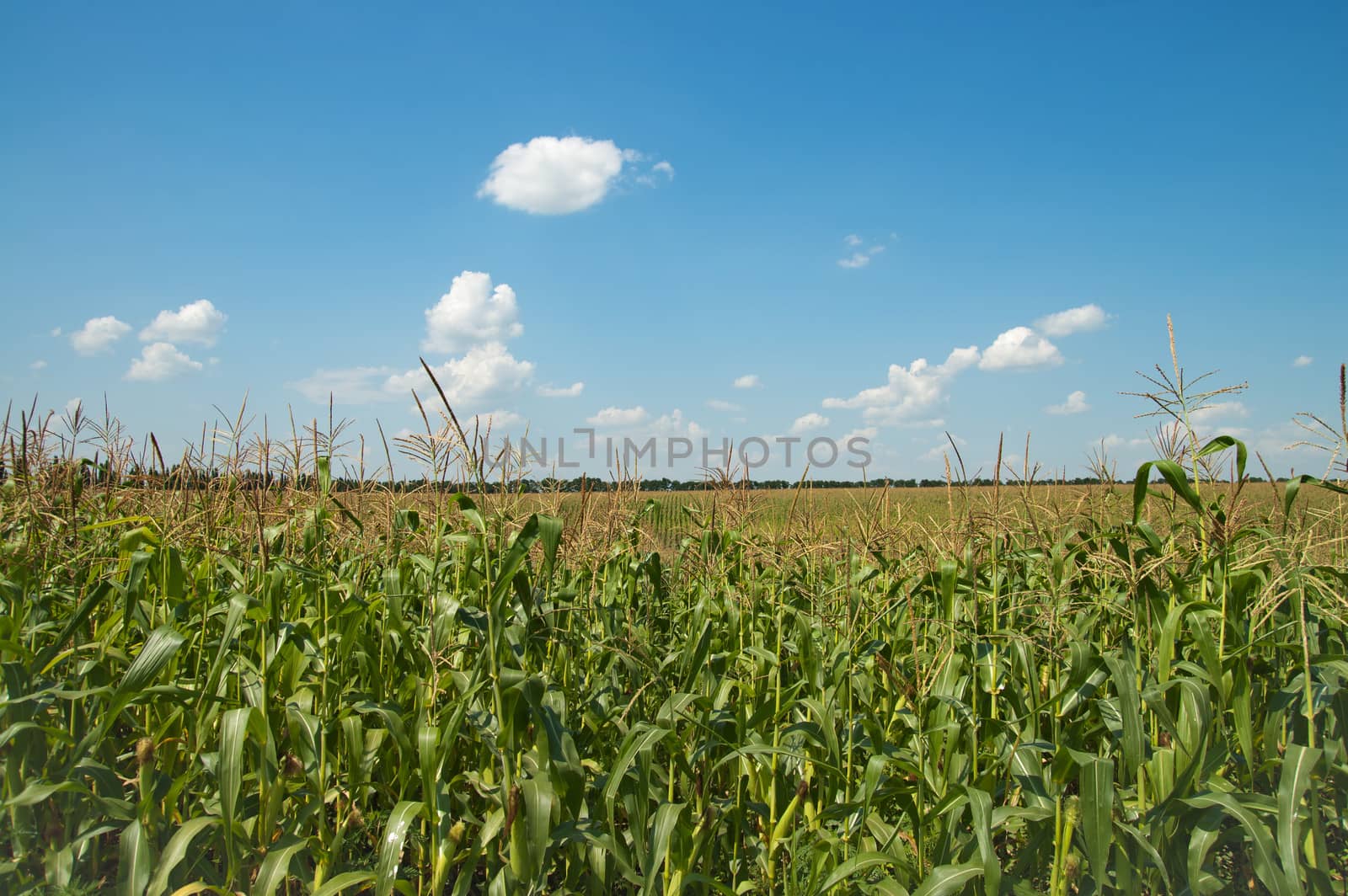 field with corn under blue sky and clouds