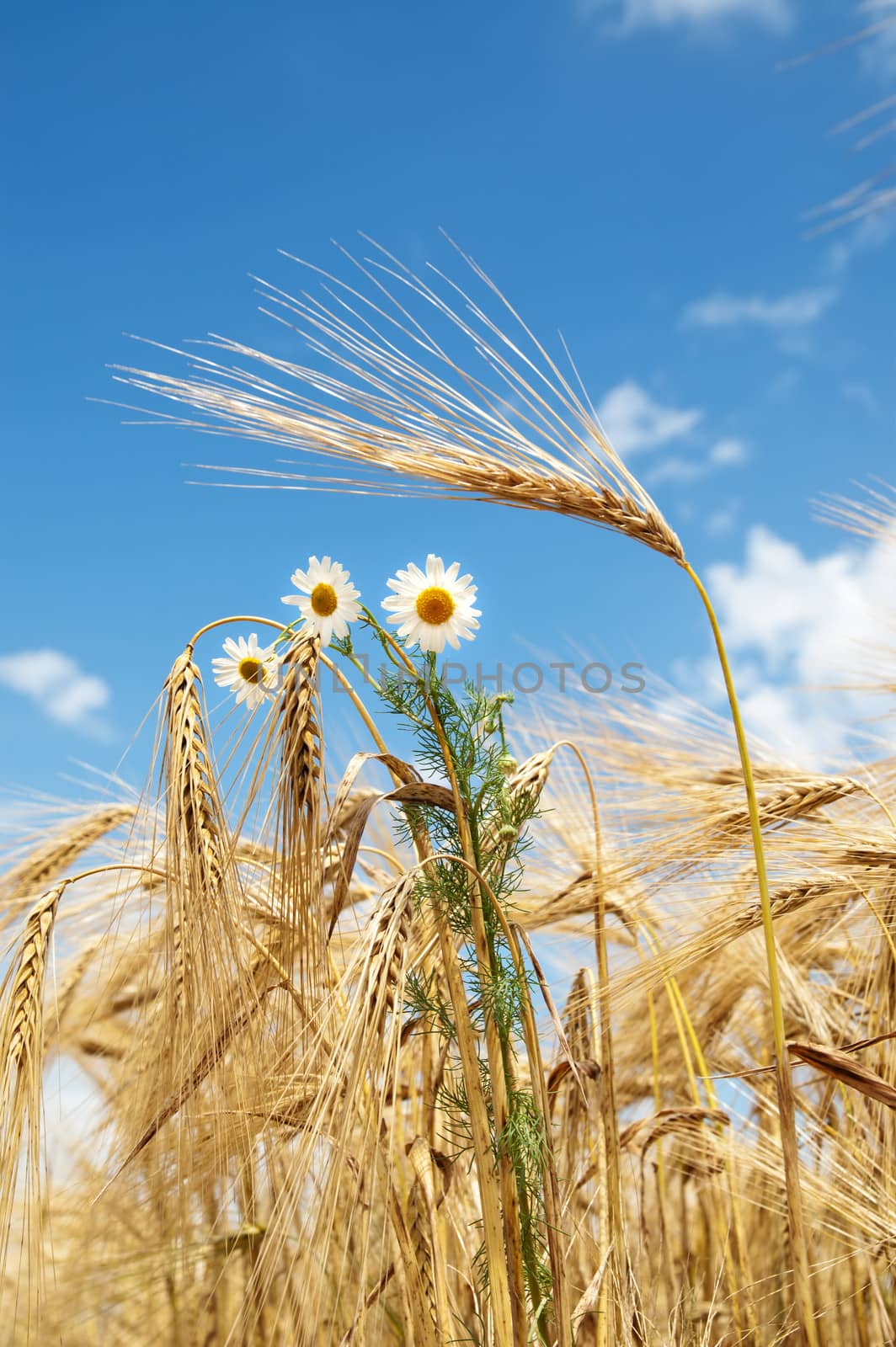 ears of wheat with chamomiles