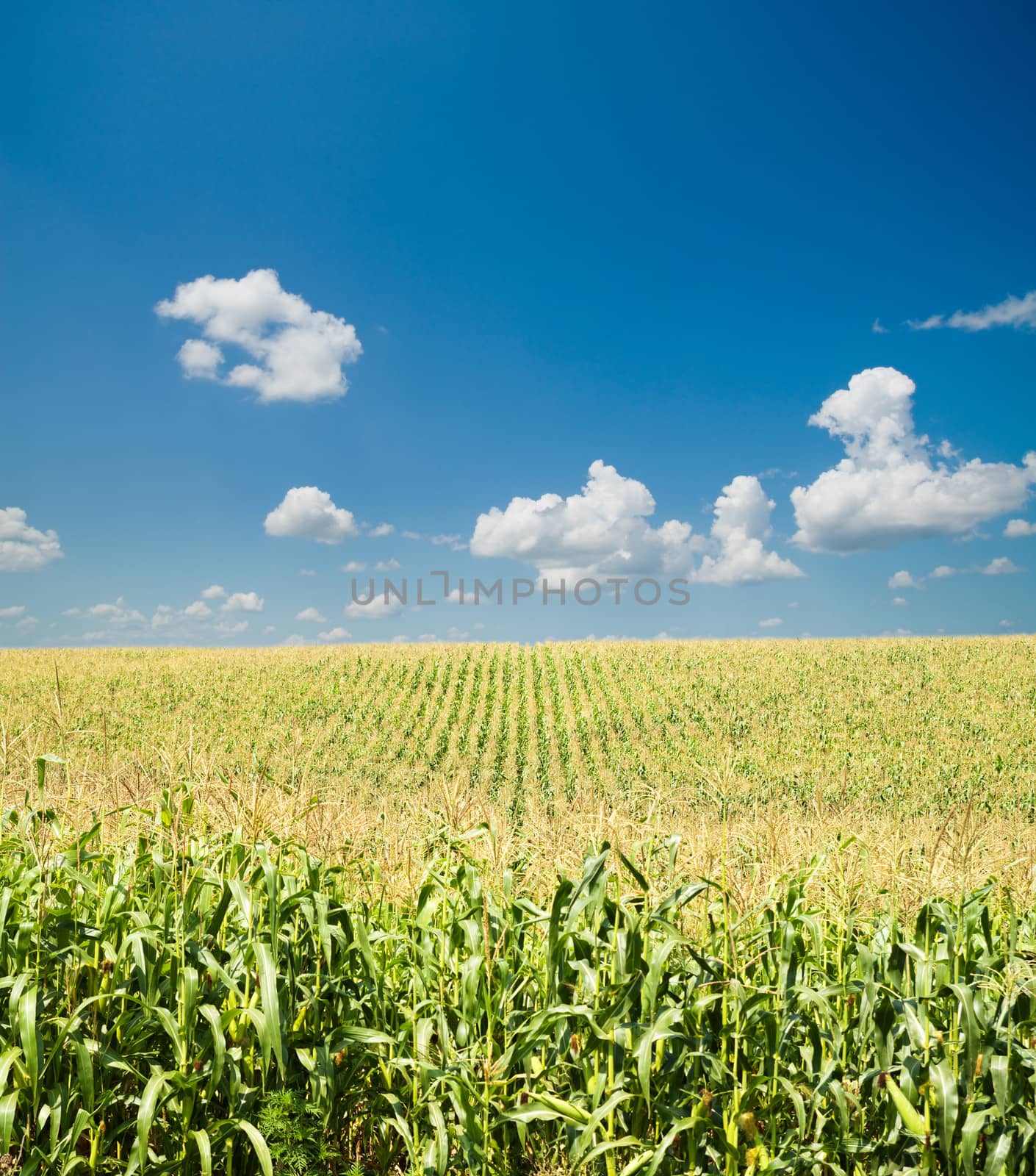 field with corn under blue sky and clouds by mycola