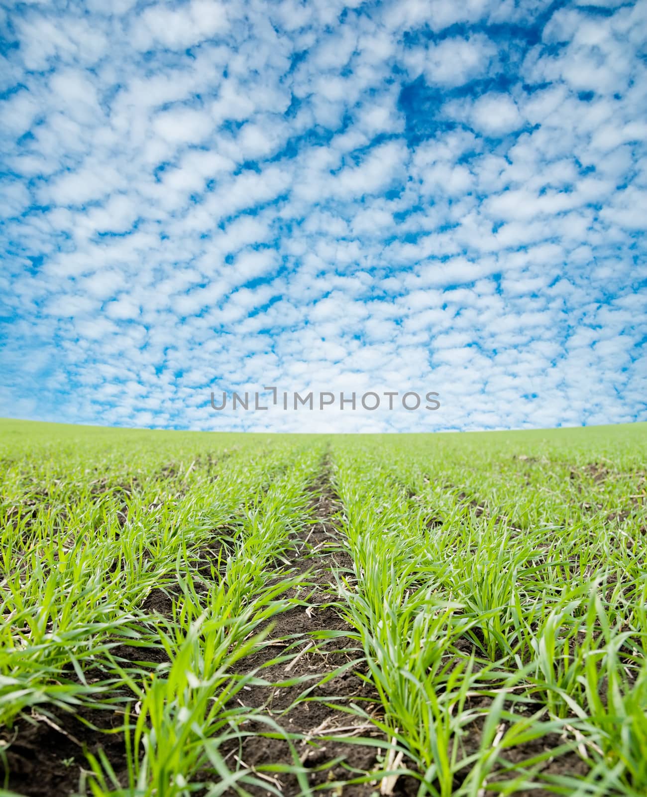 closeup of green field under cloudy sky