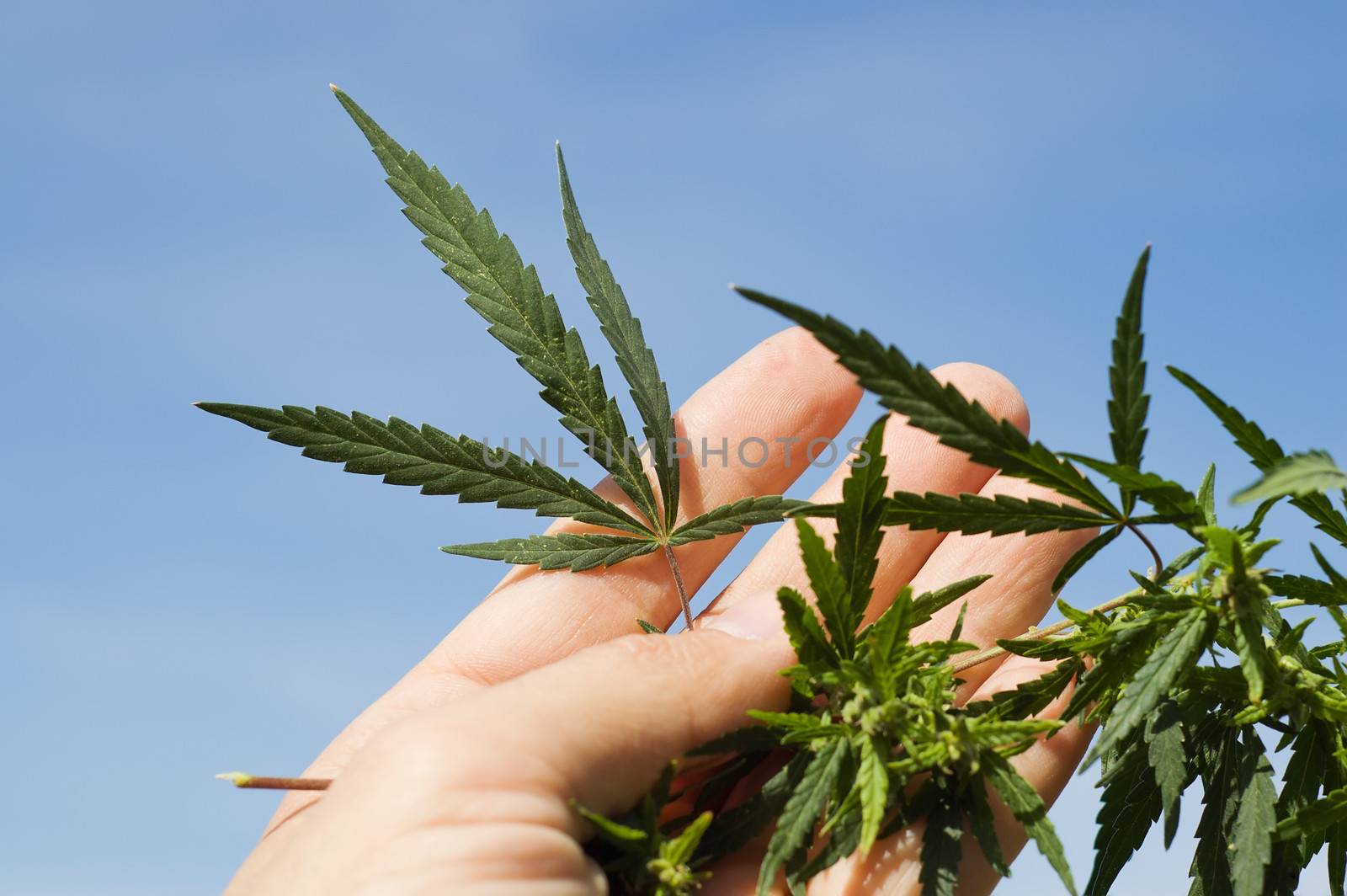 Green leaf of marijuana in a hand