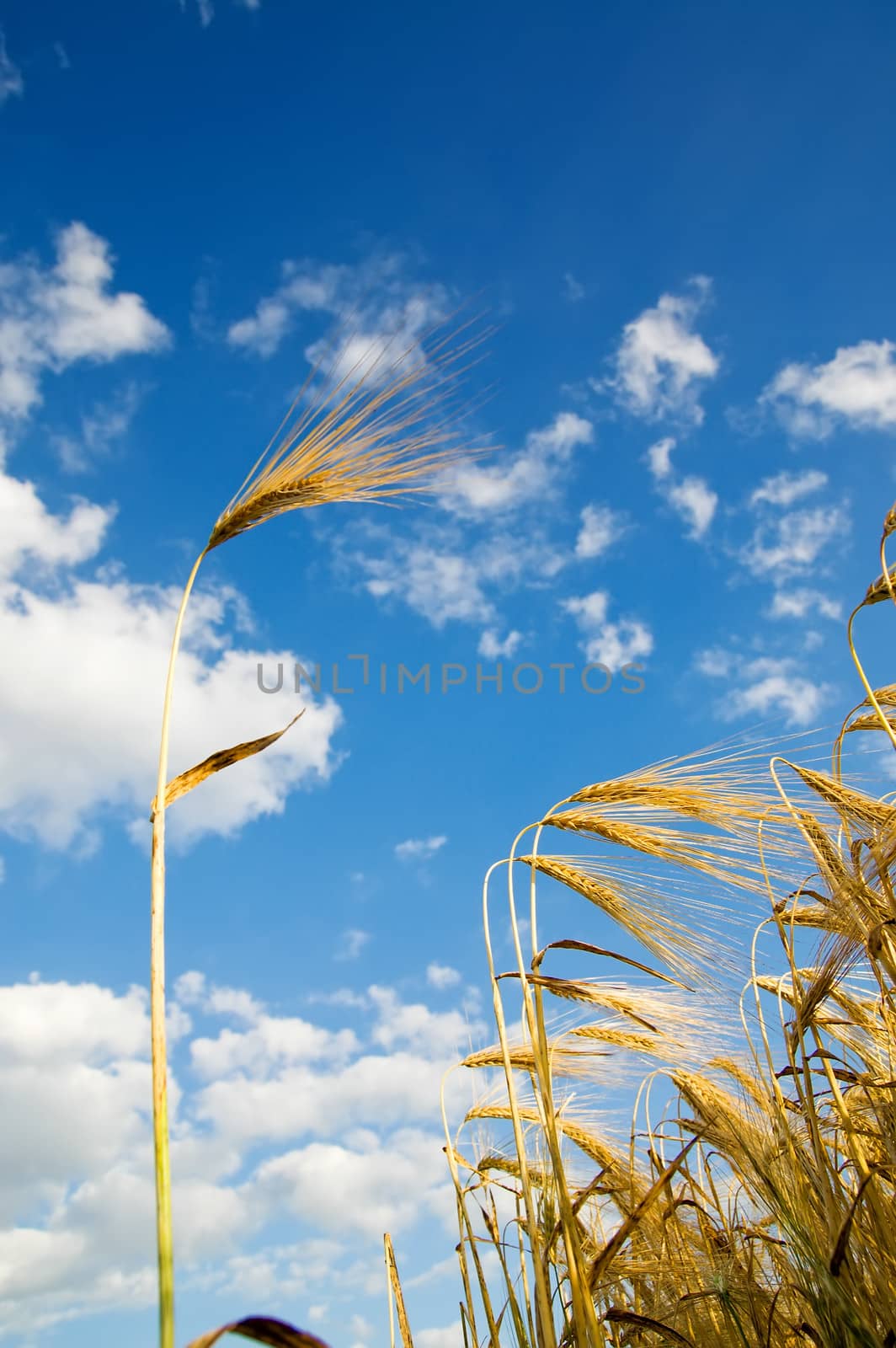 wheat of ear with blue sky