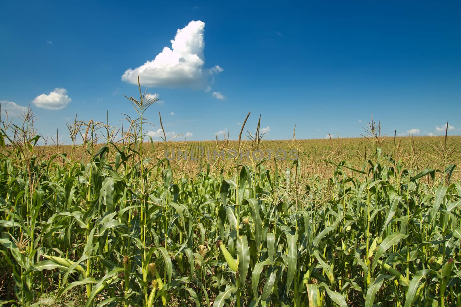 field with corn under blue sky and clouds