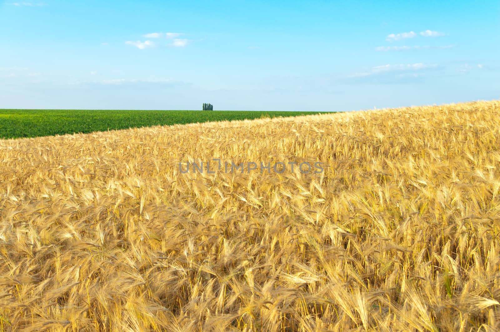 field of gold ears of wheat