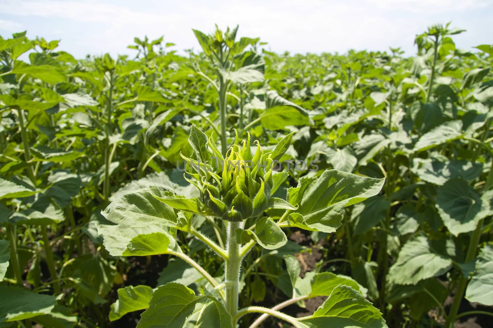 field of green sunflowers