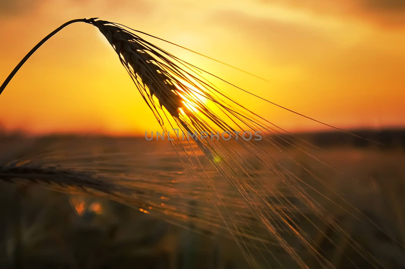 ears of ripe wheat on a background a sun in the evening