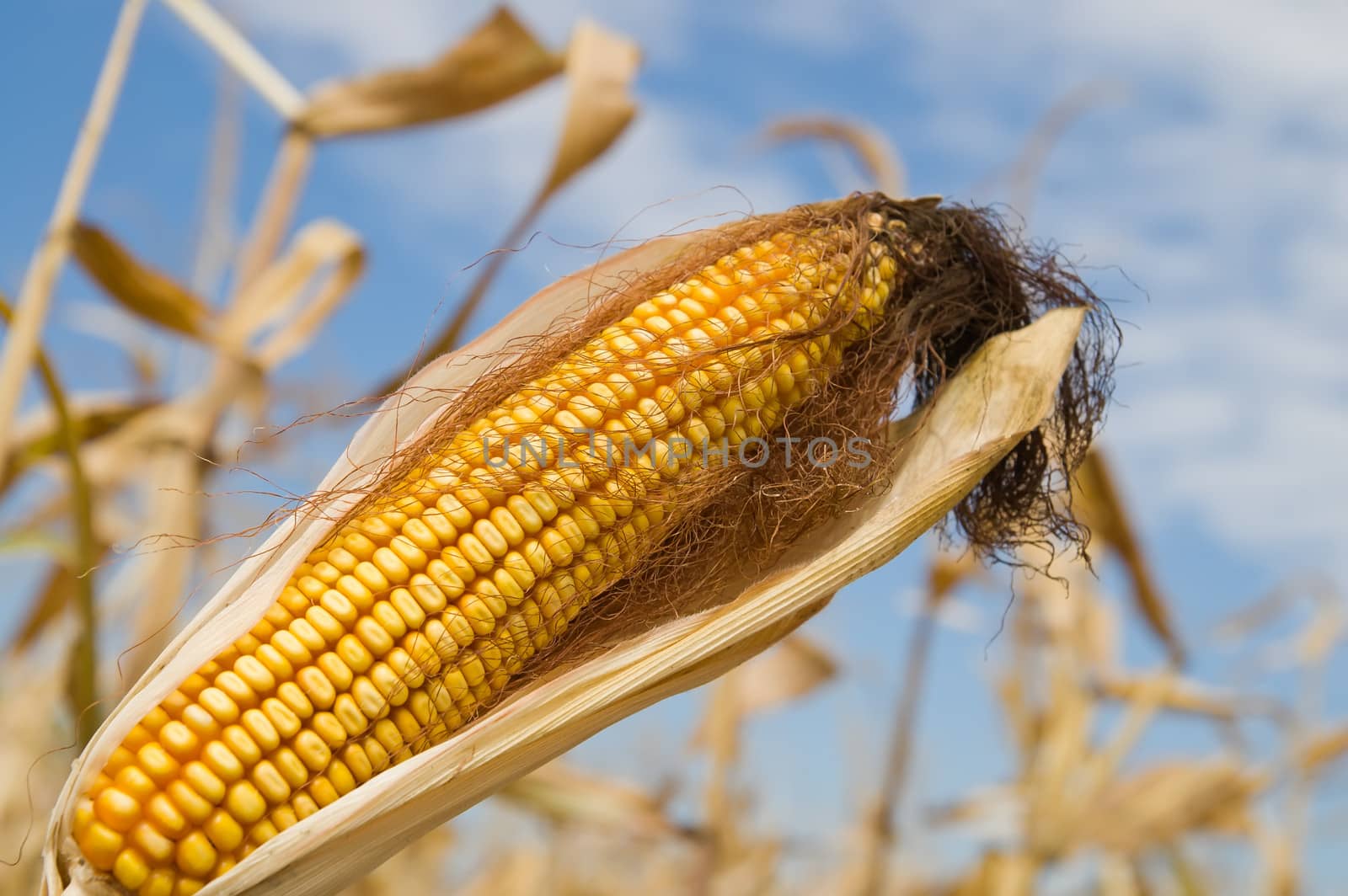 ripe maize with husk