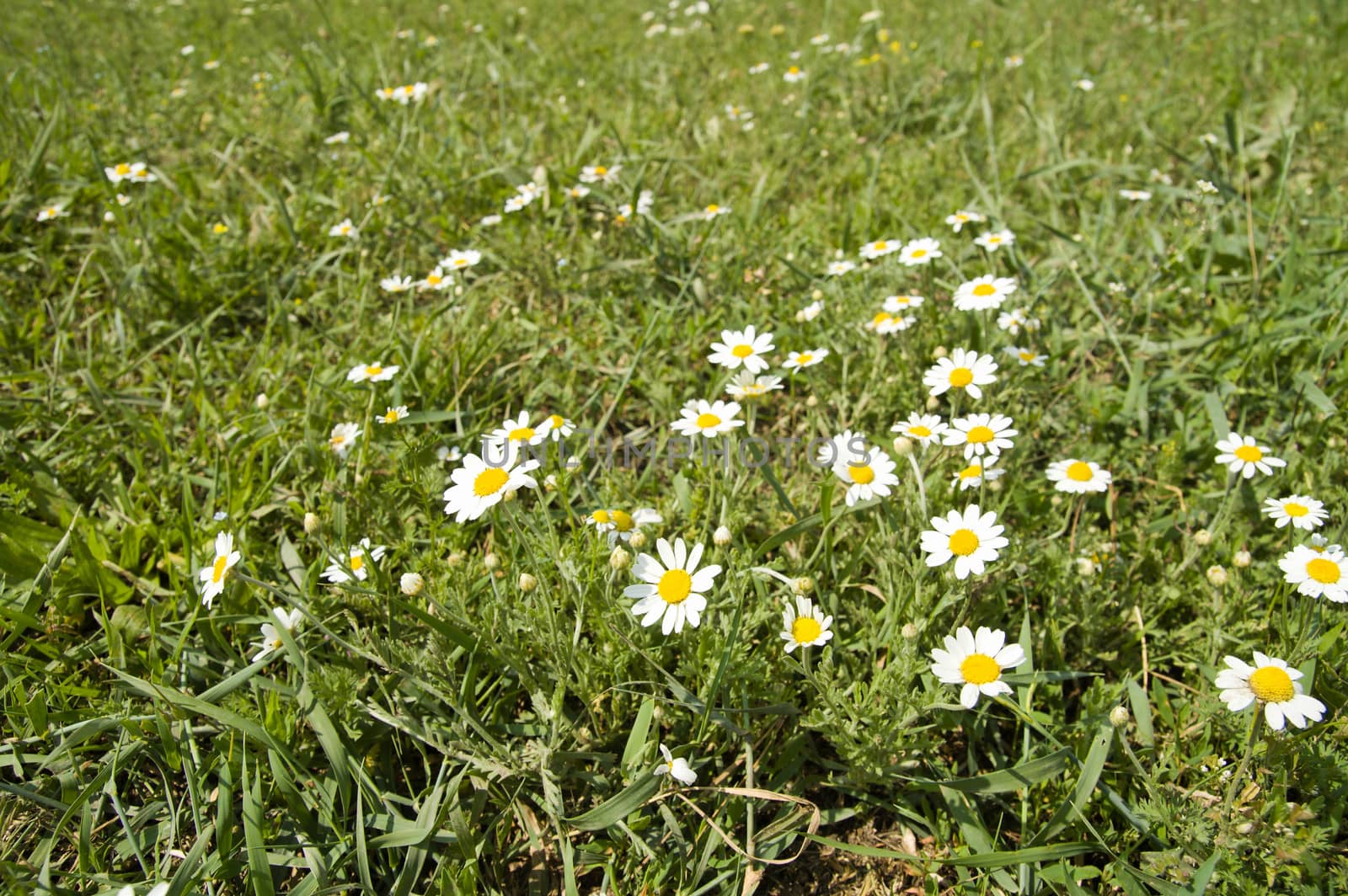 green field with white flowers