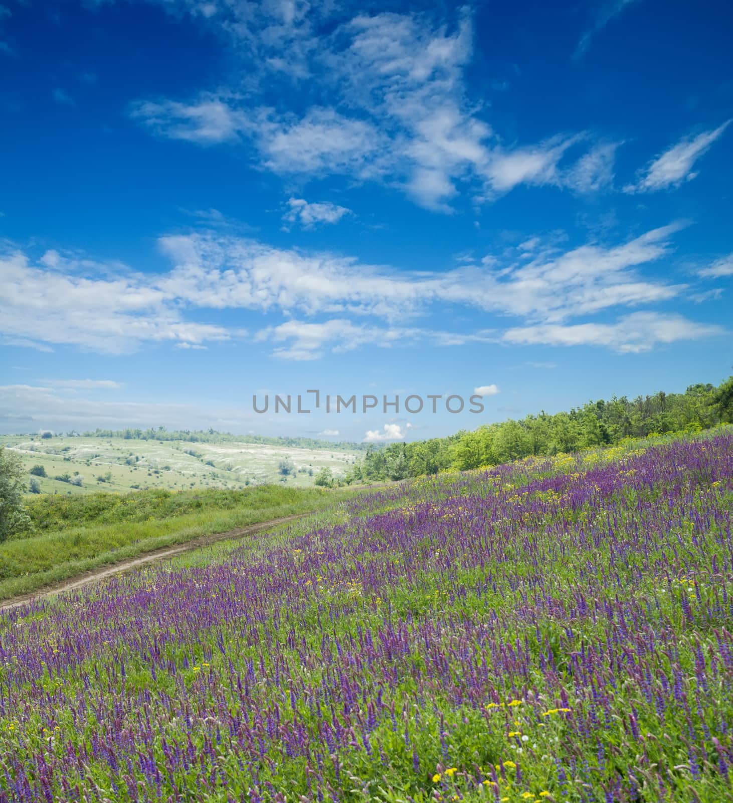 green meadow with flowers and blue sky