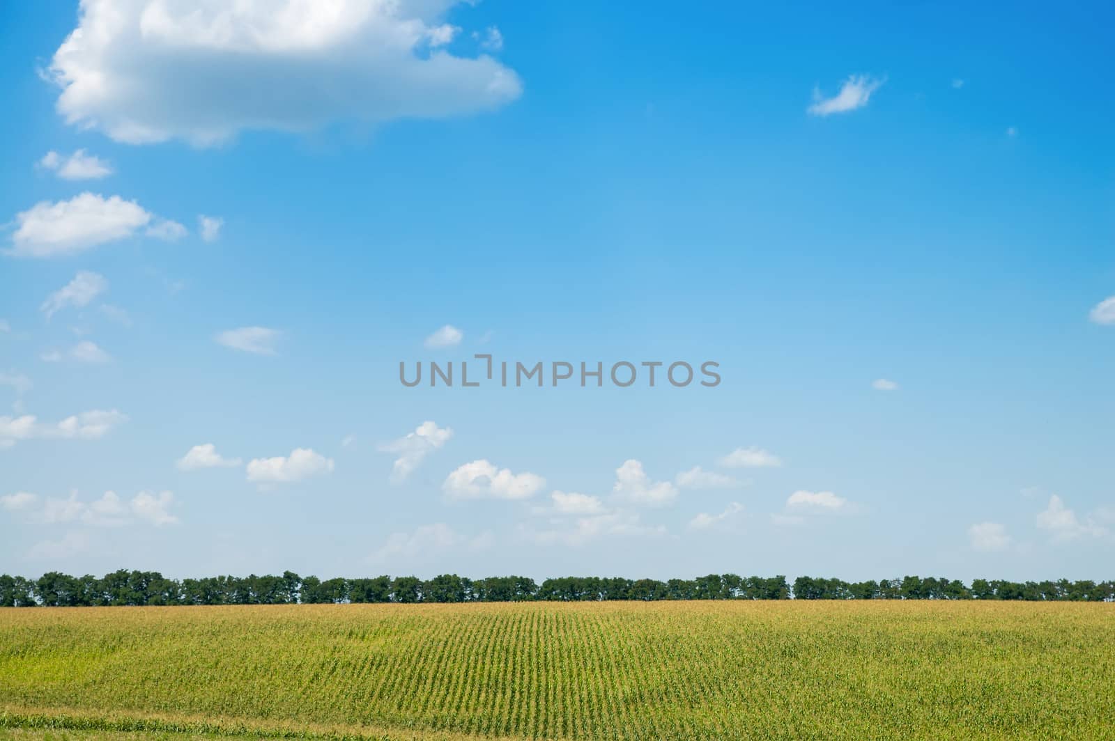 field with corn under blue sky with clouds