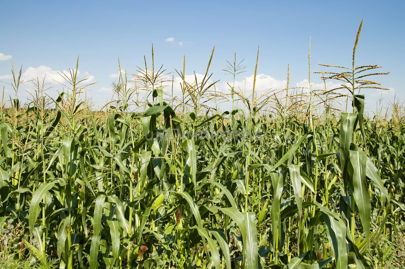 corn field