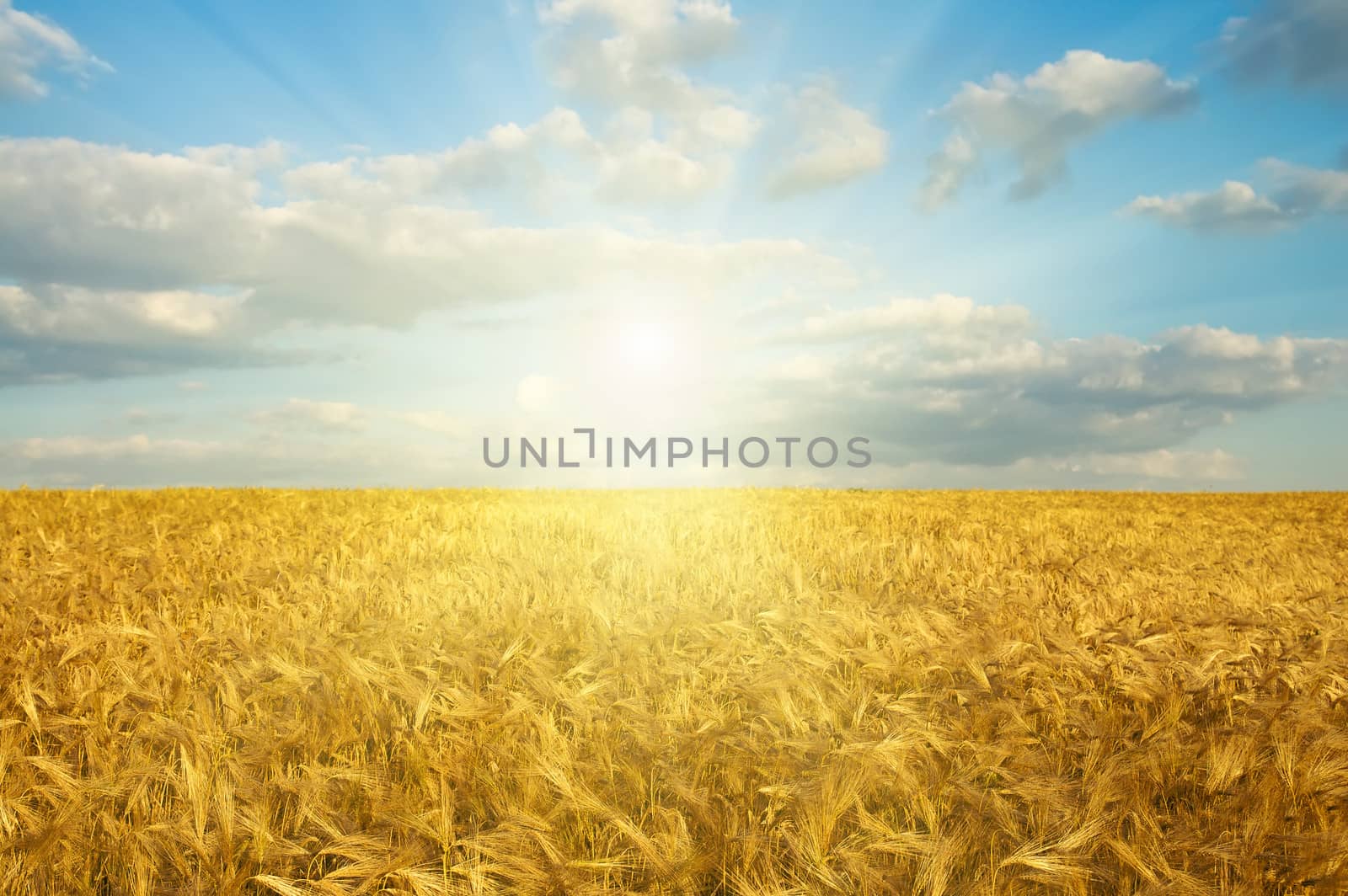 field with gold ears of wheat in sunset