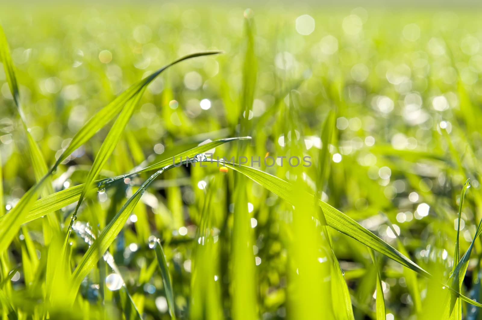 green grass close up with water drops by mycola