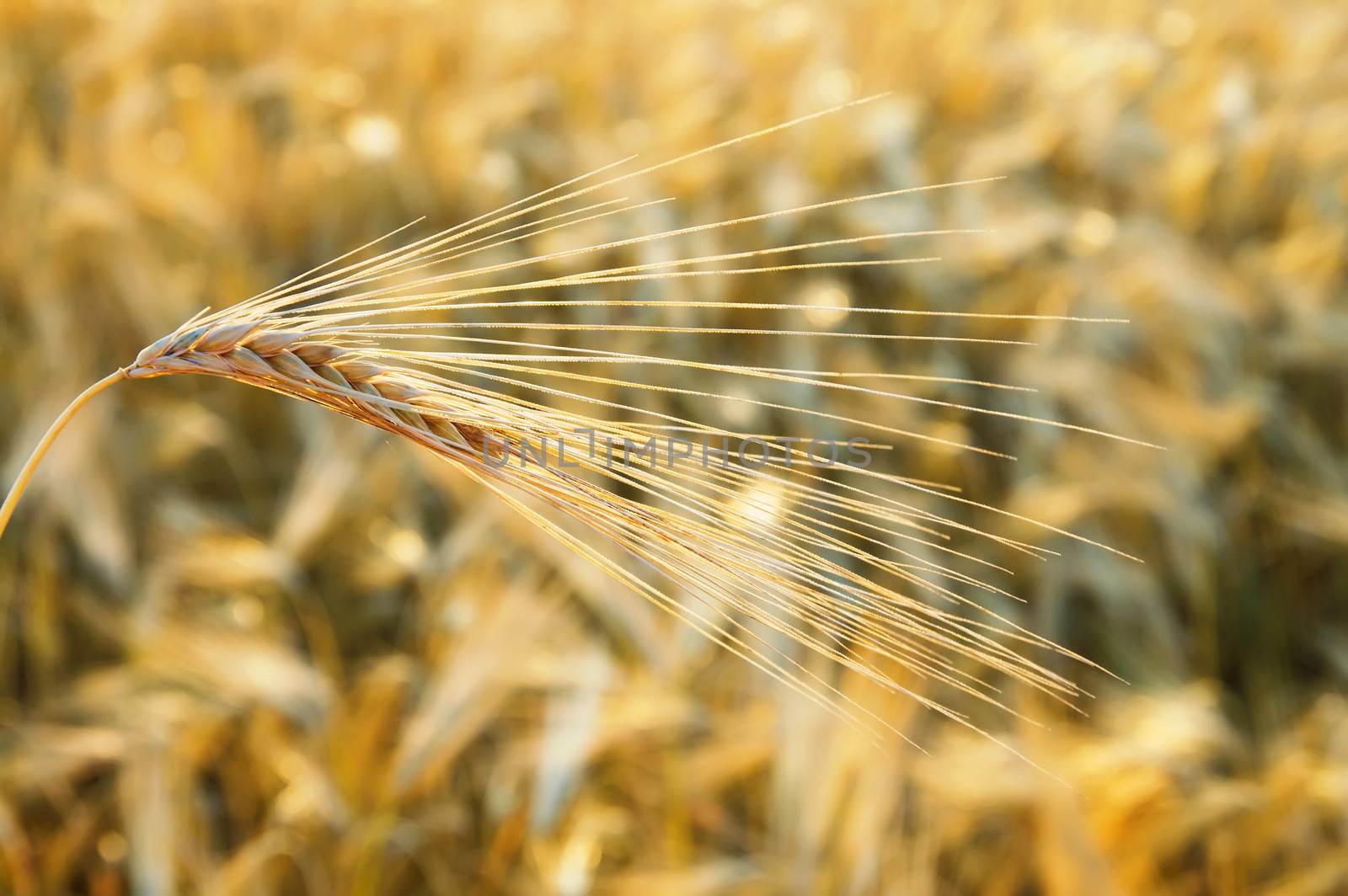 golden wheat ear. south Ukraine