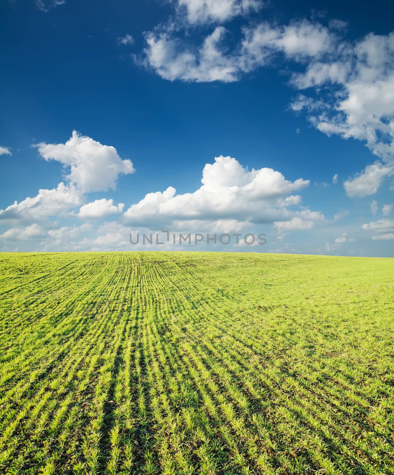 field of green grass and deep blue sky with clouds