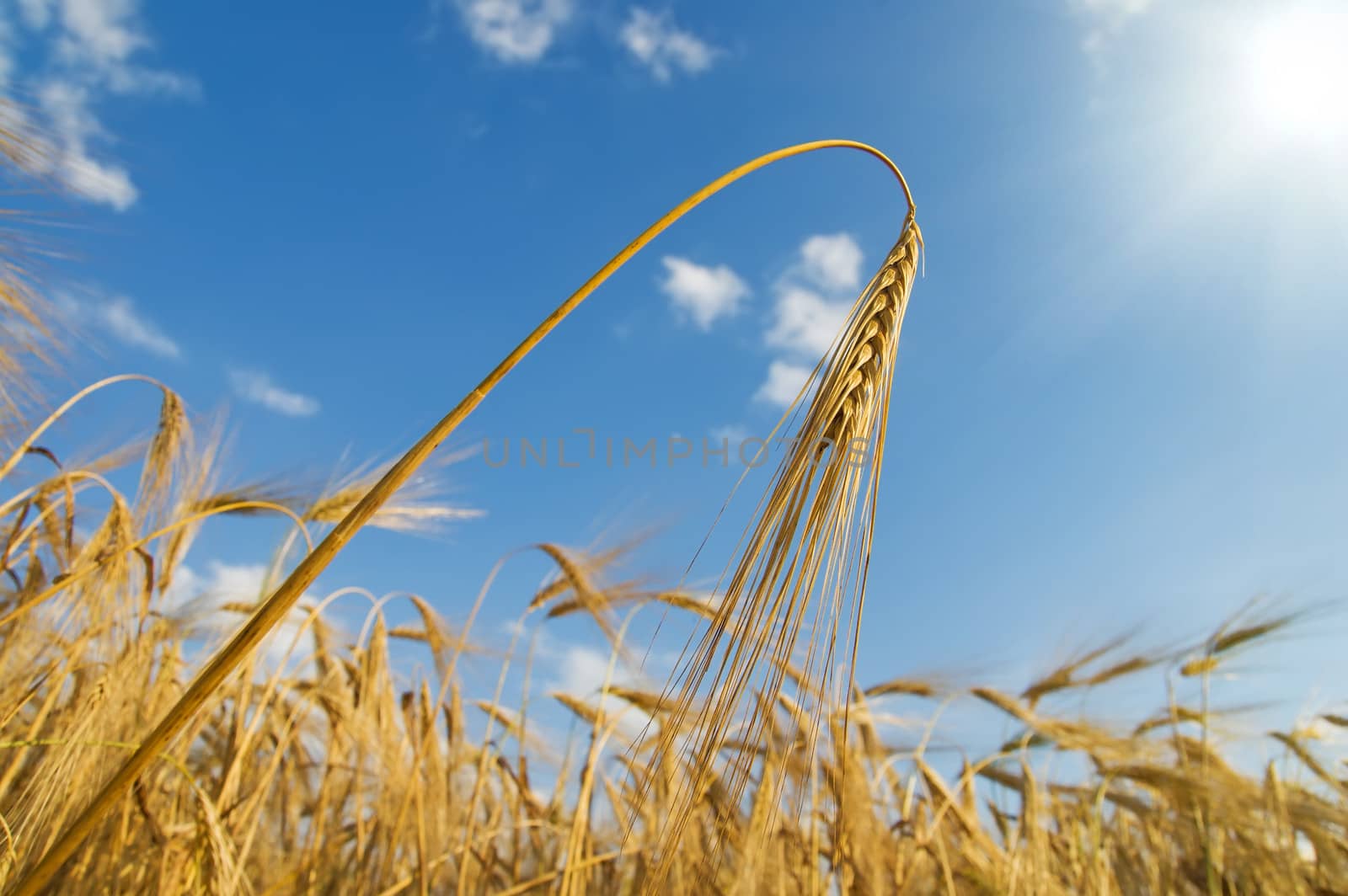 gold ears of wheat with sun by mycola