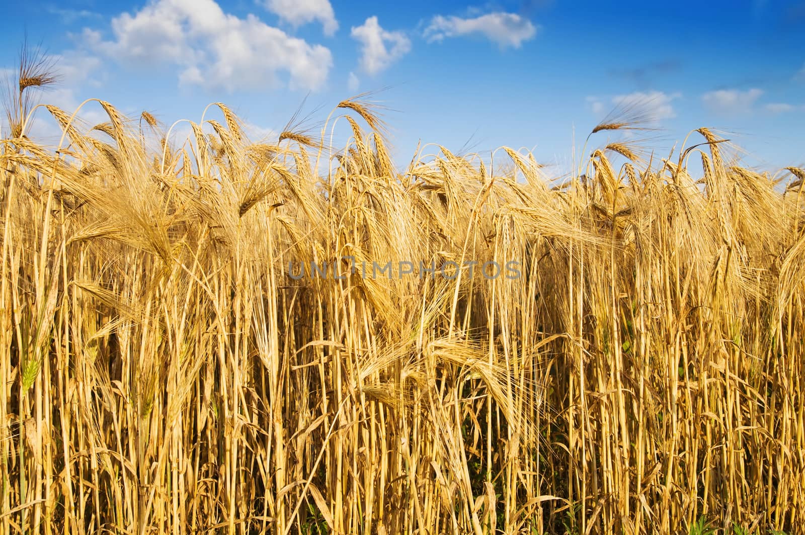 field with gold ears of wheat