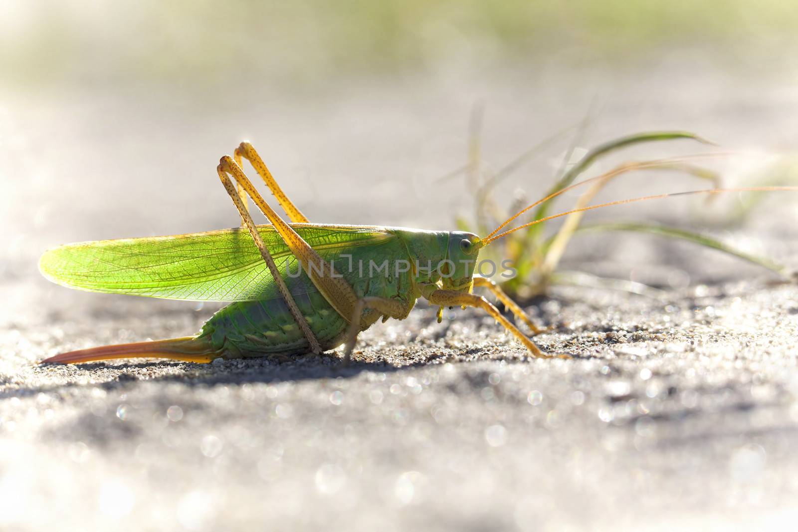 Grasshopper sitting on the ground, light shining from behind