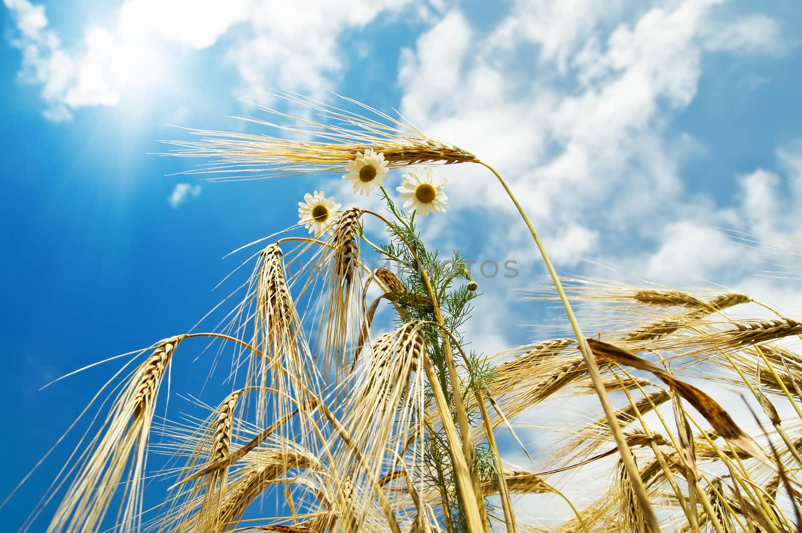 field with gold ears of wheat with sun and flowers