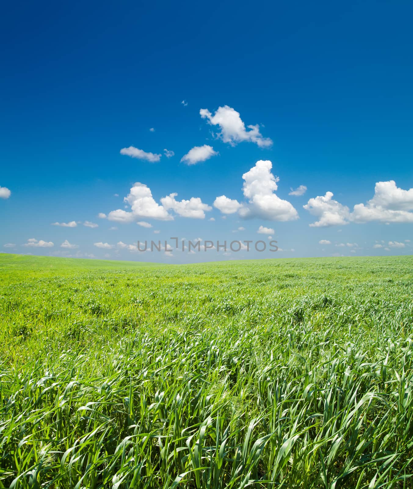 field of green grass and deep blue sky with clouds