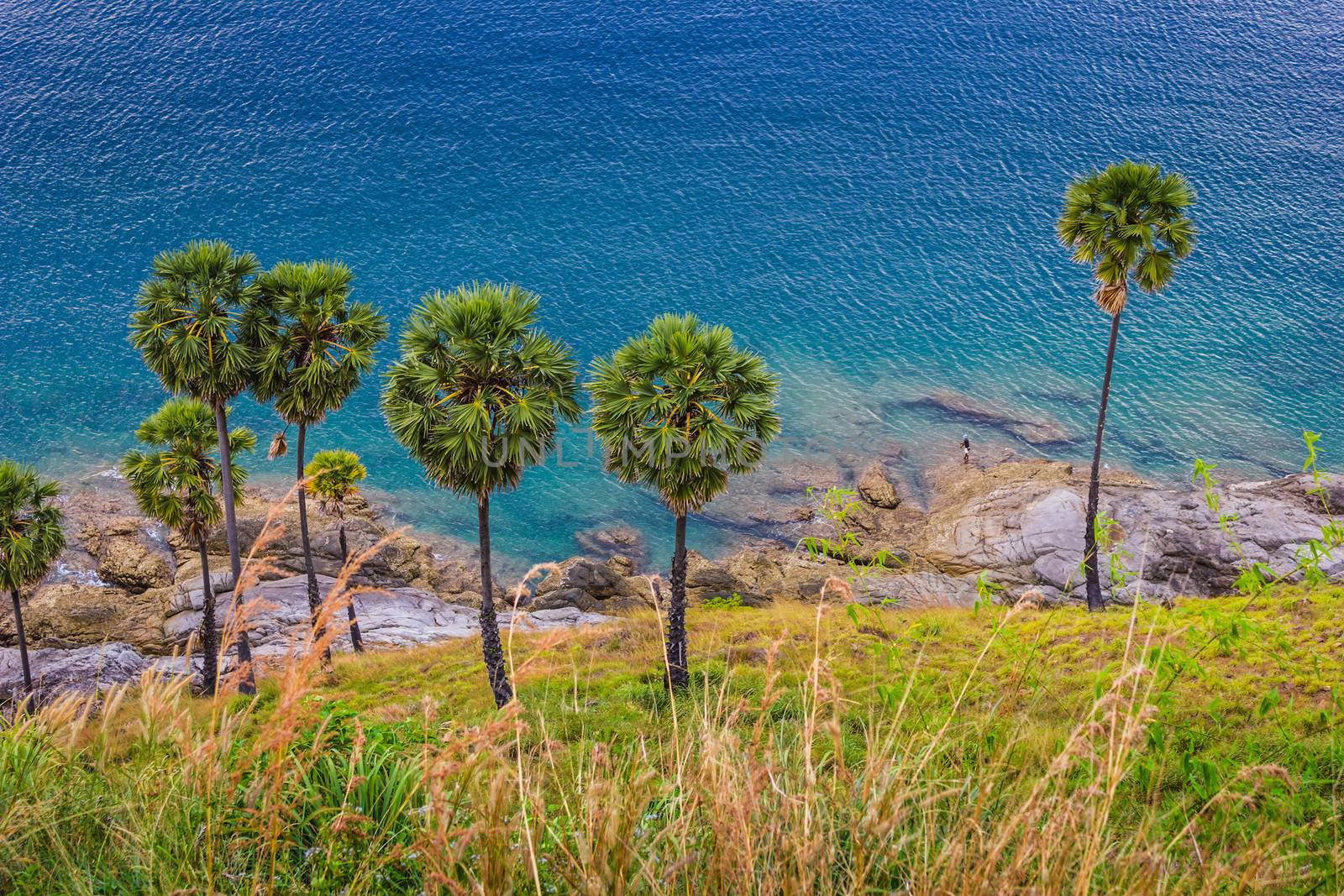 Palm trees on the beach on the island of Phuket in Thailand