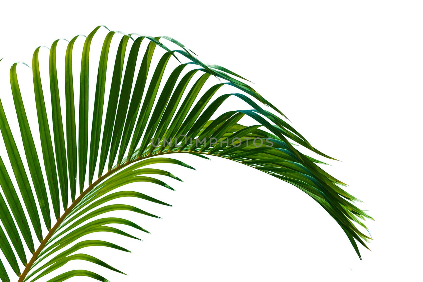 Palm leaves by oleg_zhukov