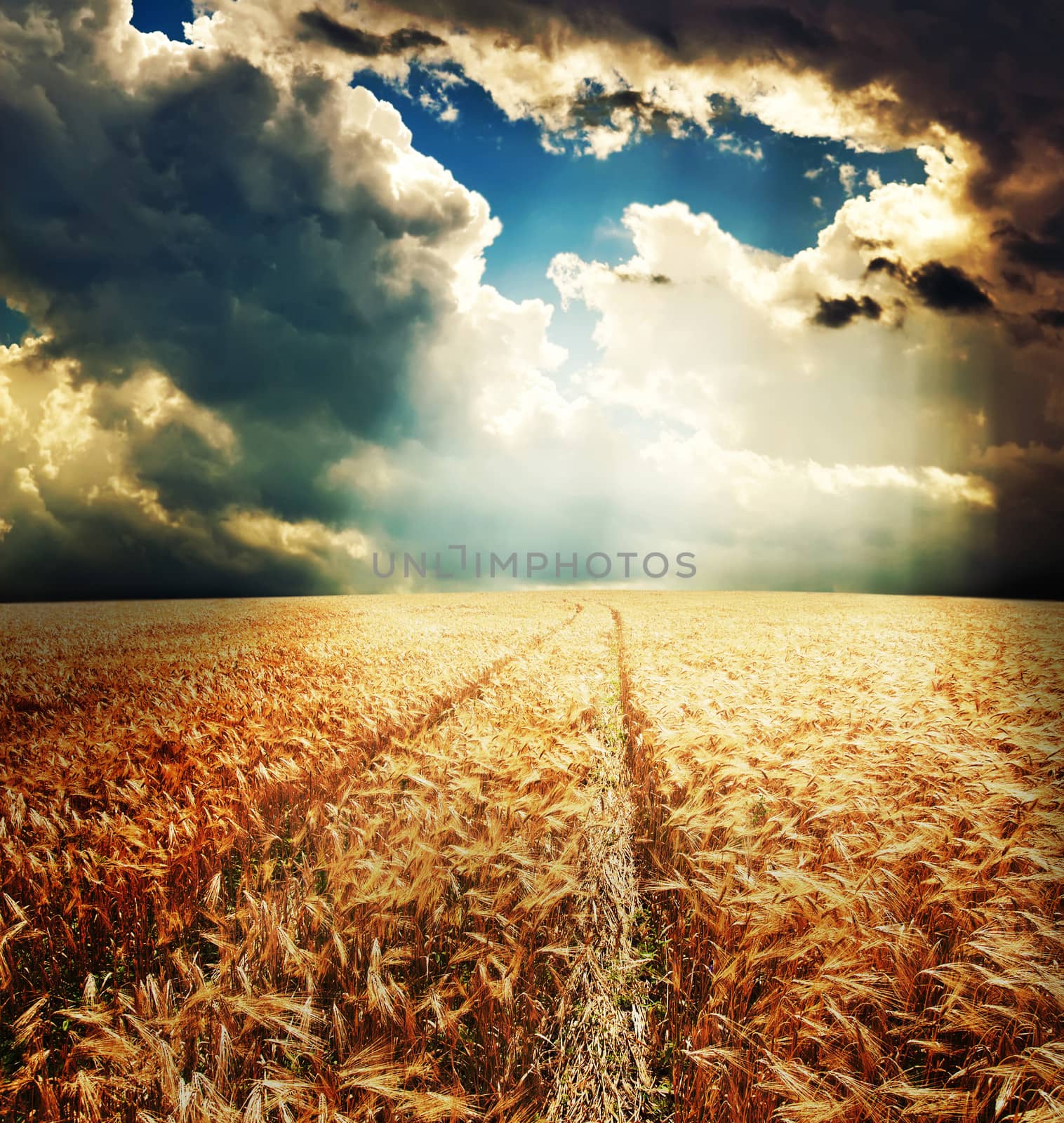 road in field with gold ears of wheat under sunrays