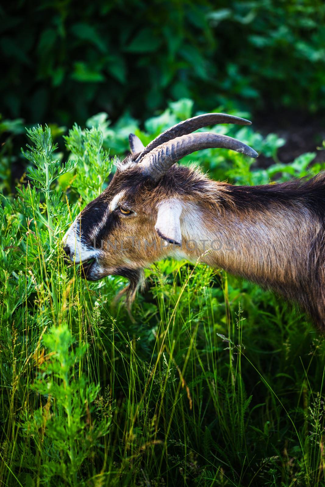 goat standing on summer pasture with  green grass