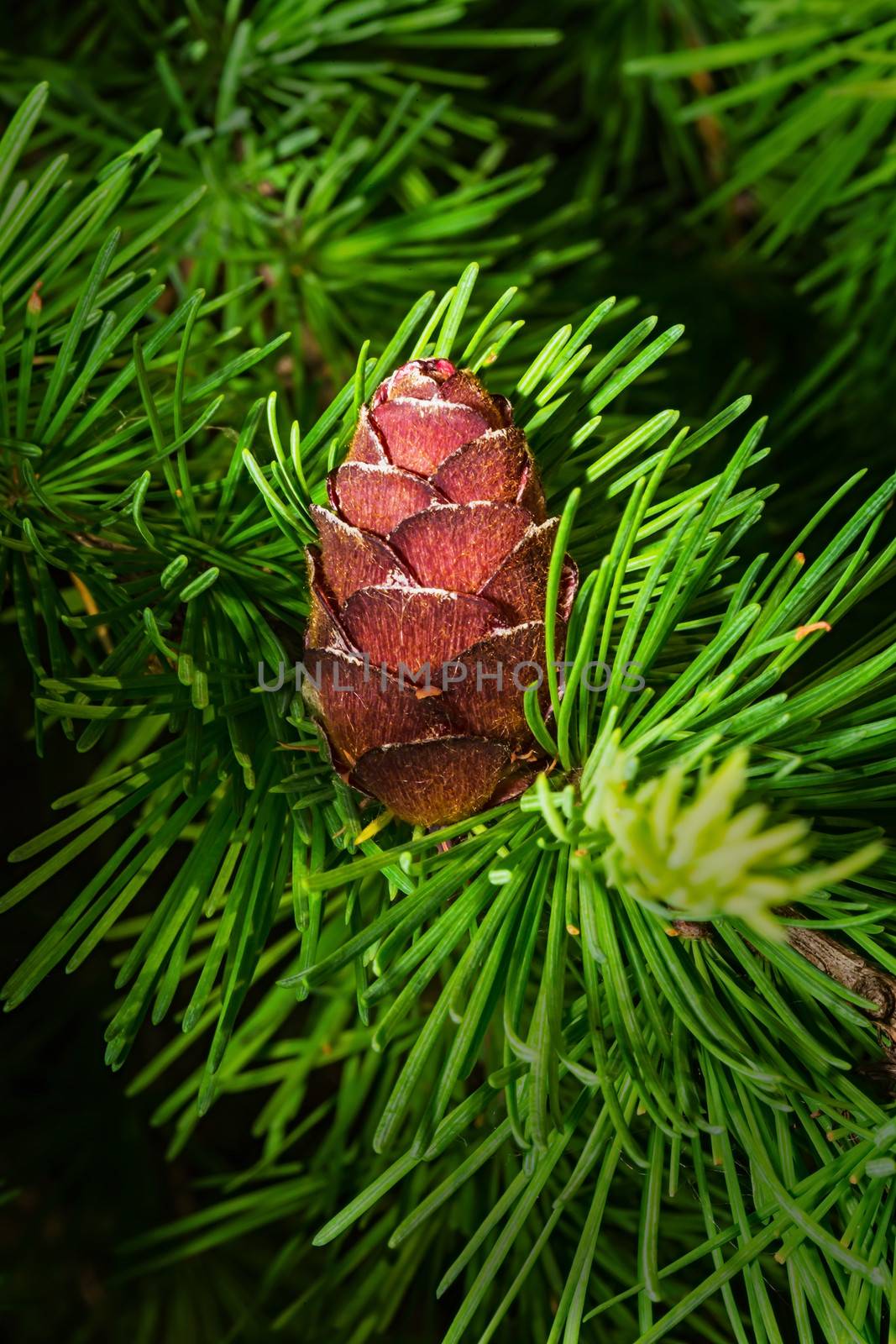 fresh cone on a larch in the spring