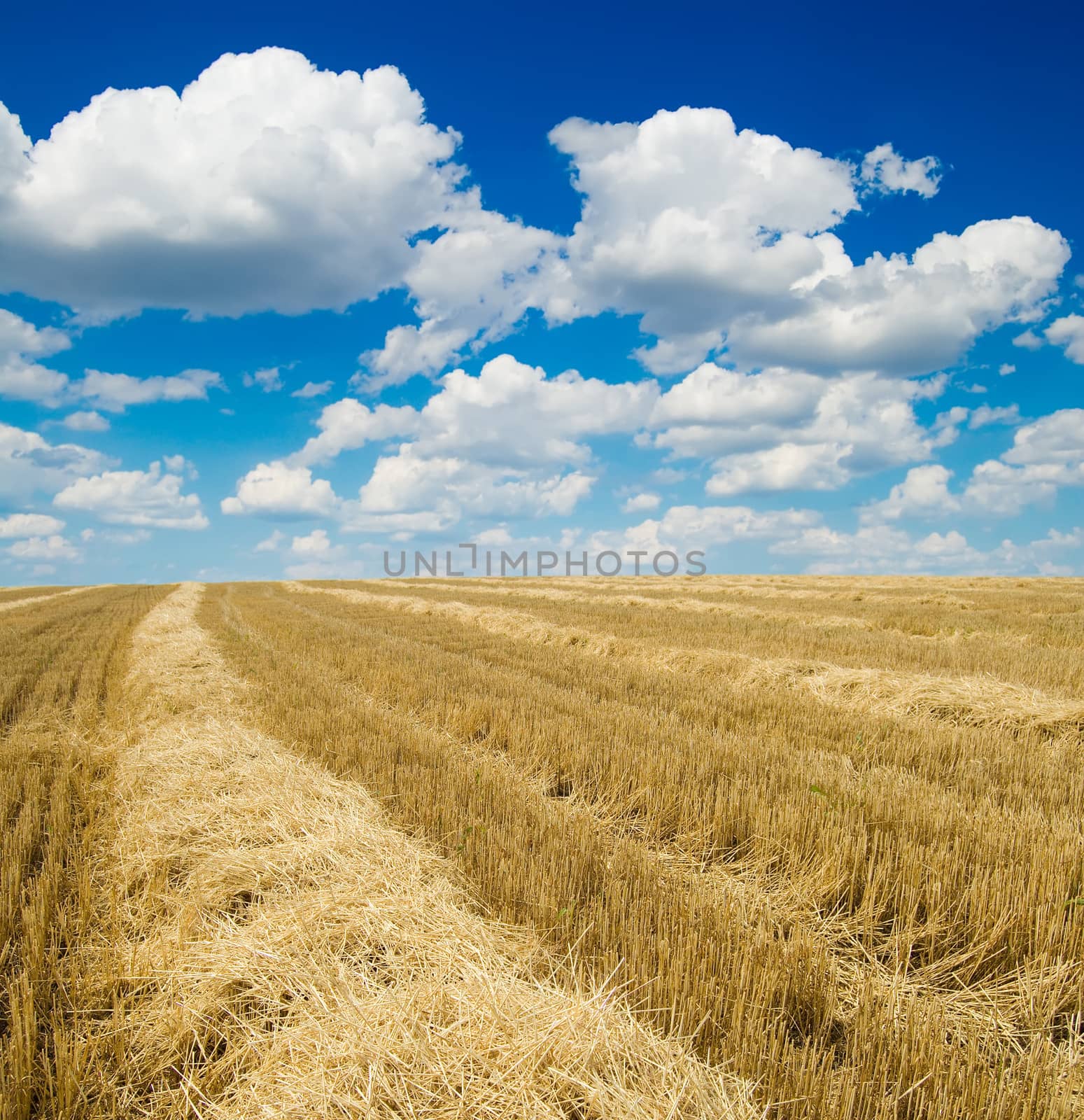 collected harvest in windrows under cloudy sky by mycola