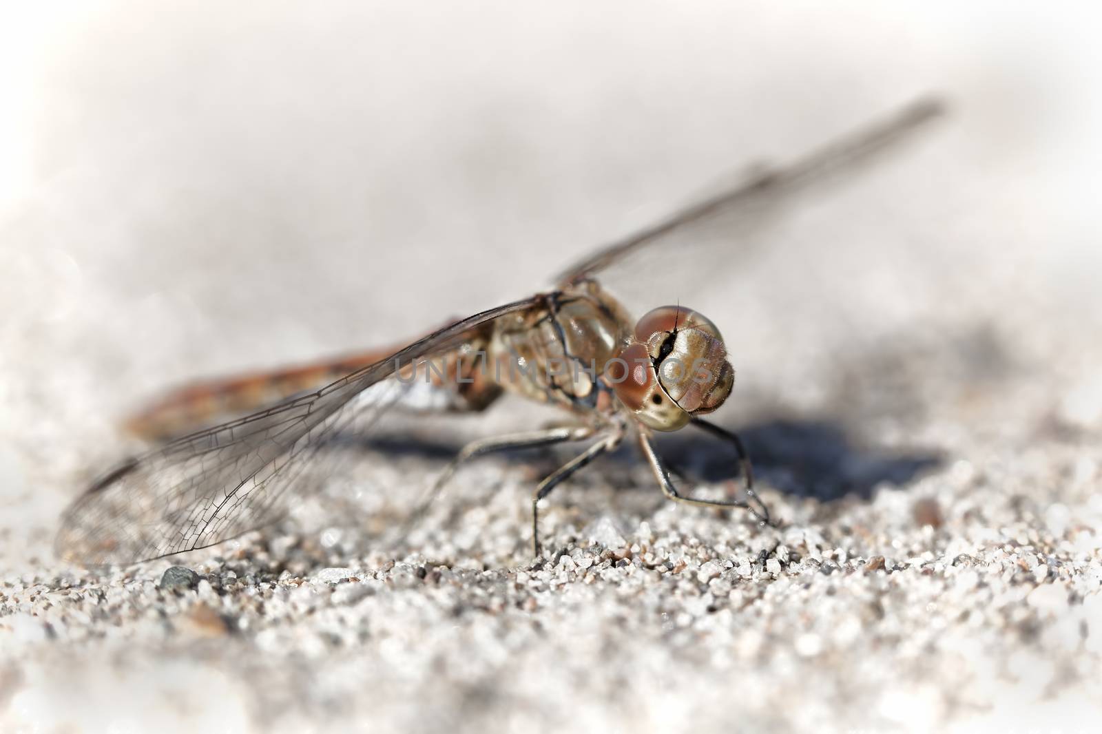 Close up of a Dragonfly sitting on the ground