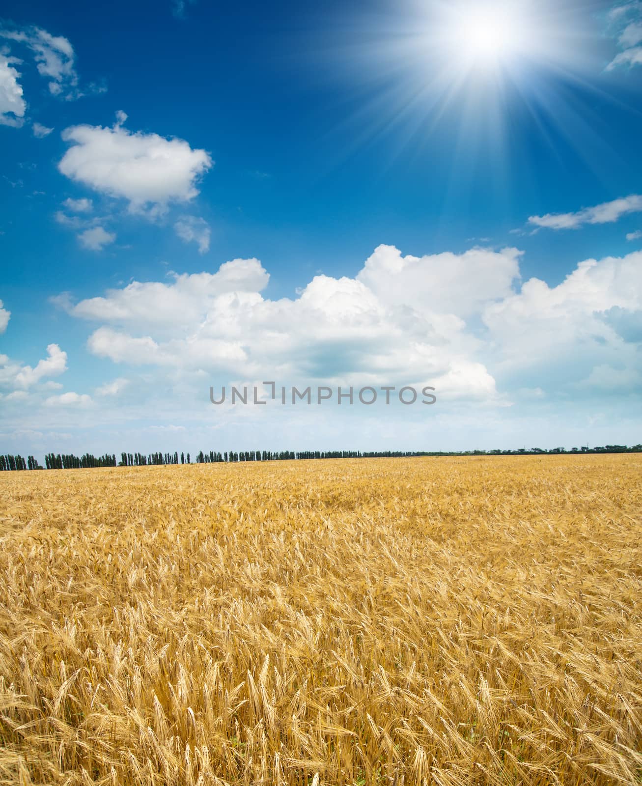 field of wheat under sun by mycola