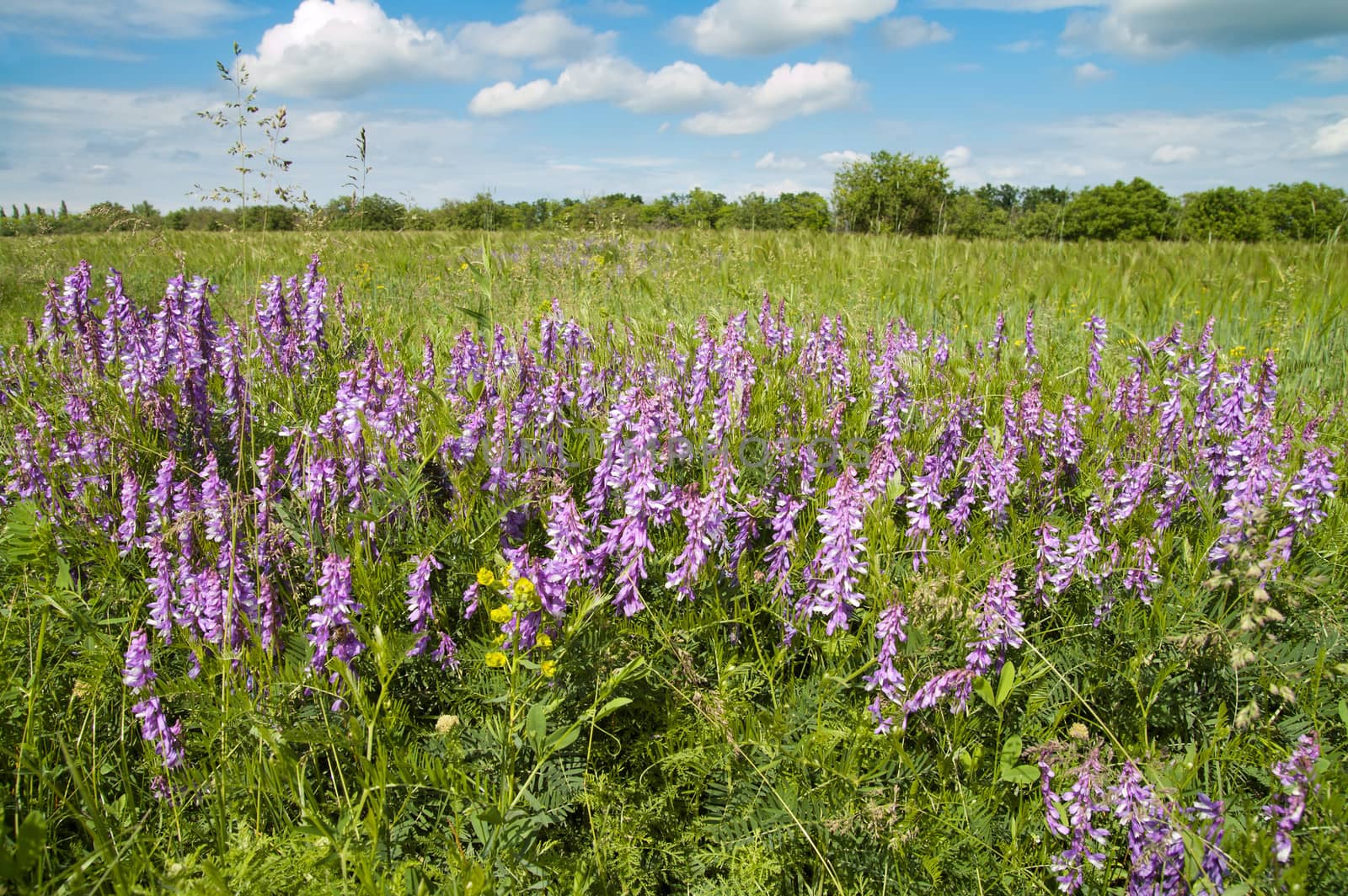 wild flowers in field