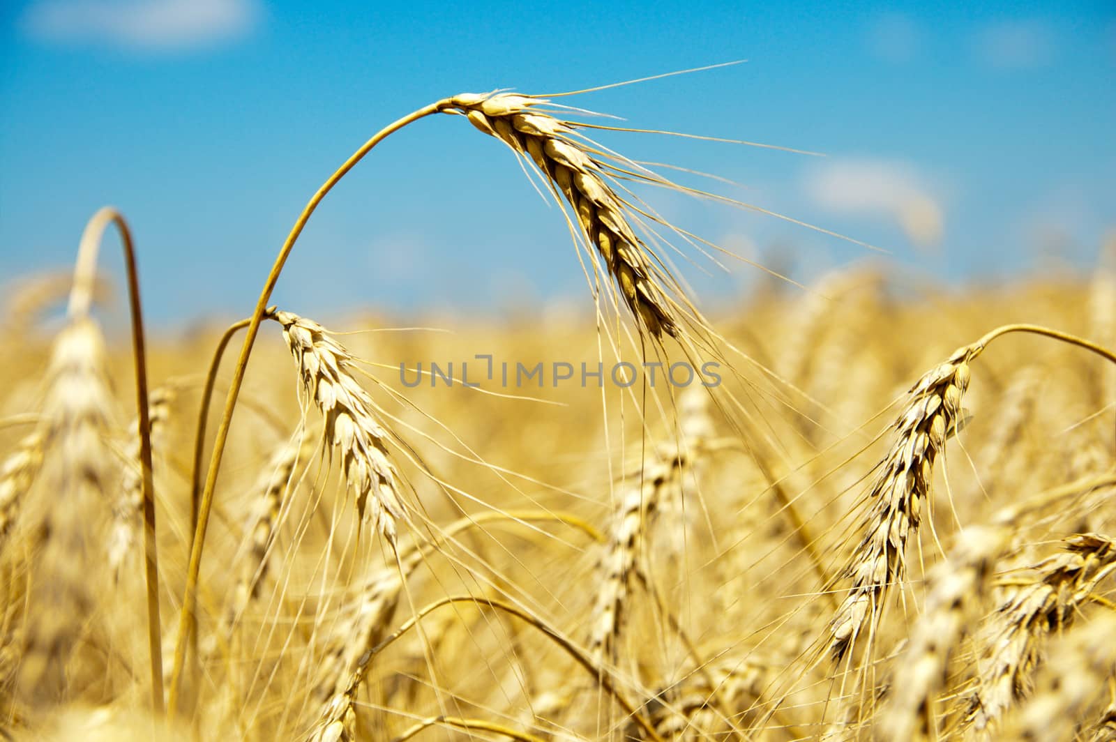 close up of ripe wheat ears against sky. soft focus