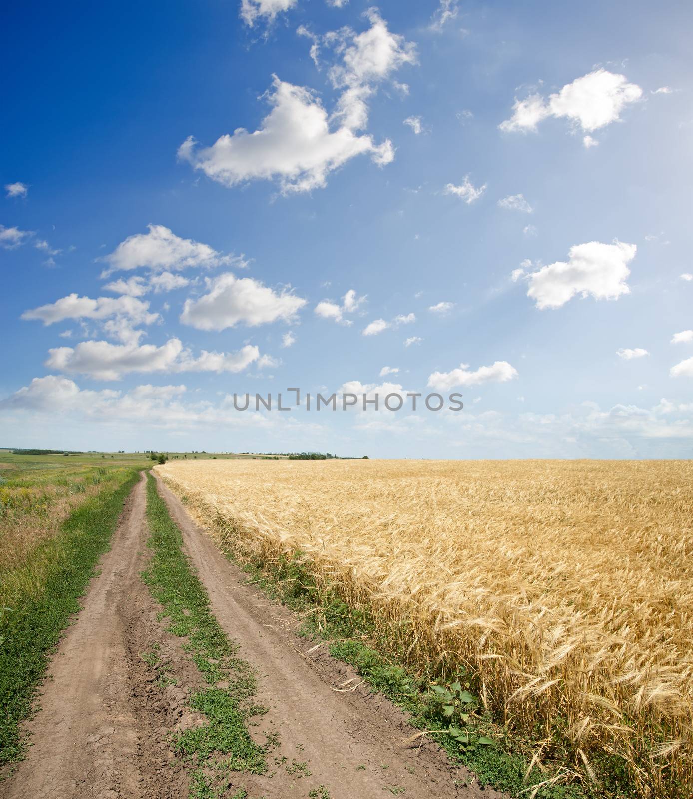 rural road near field of wheat by mycola