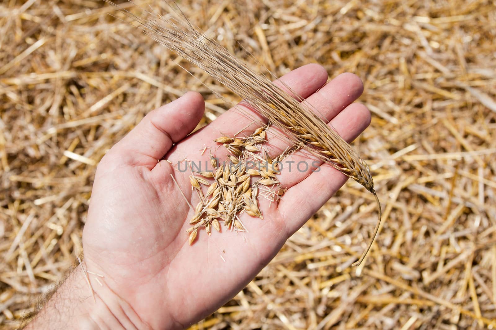cones and wheat in the hand over new harvest