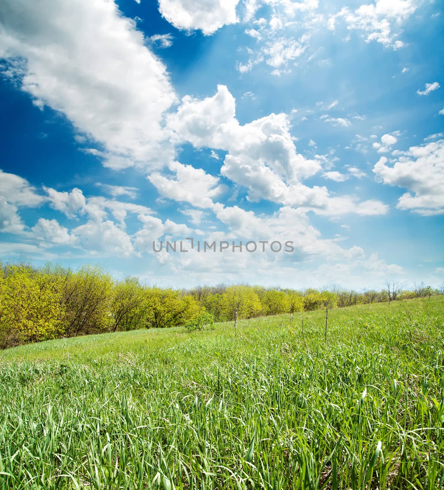 field of green grass near wood by mycola