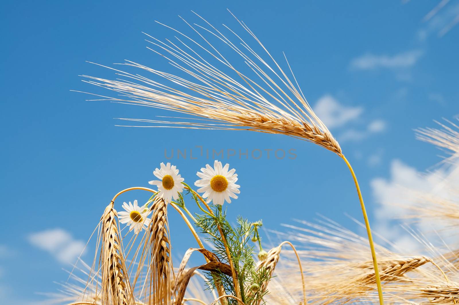 chamomile on field of wheat