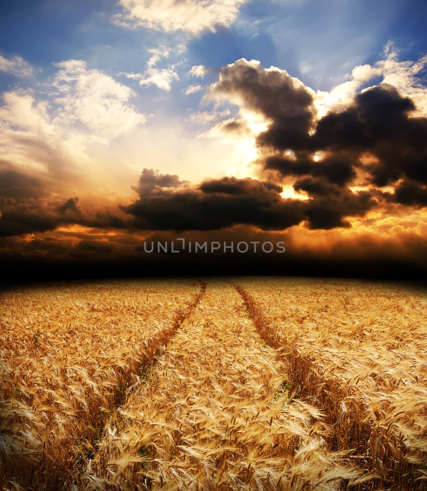 wheat under dramatic sky by mycola