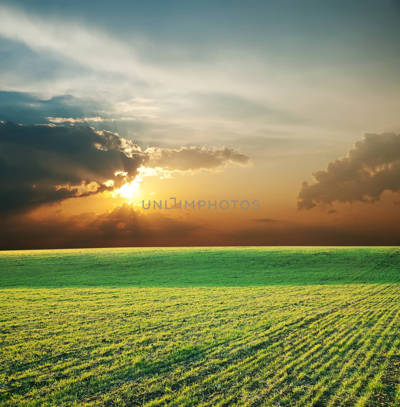 agricultural green field and sunset