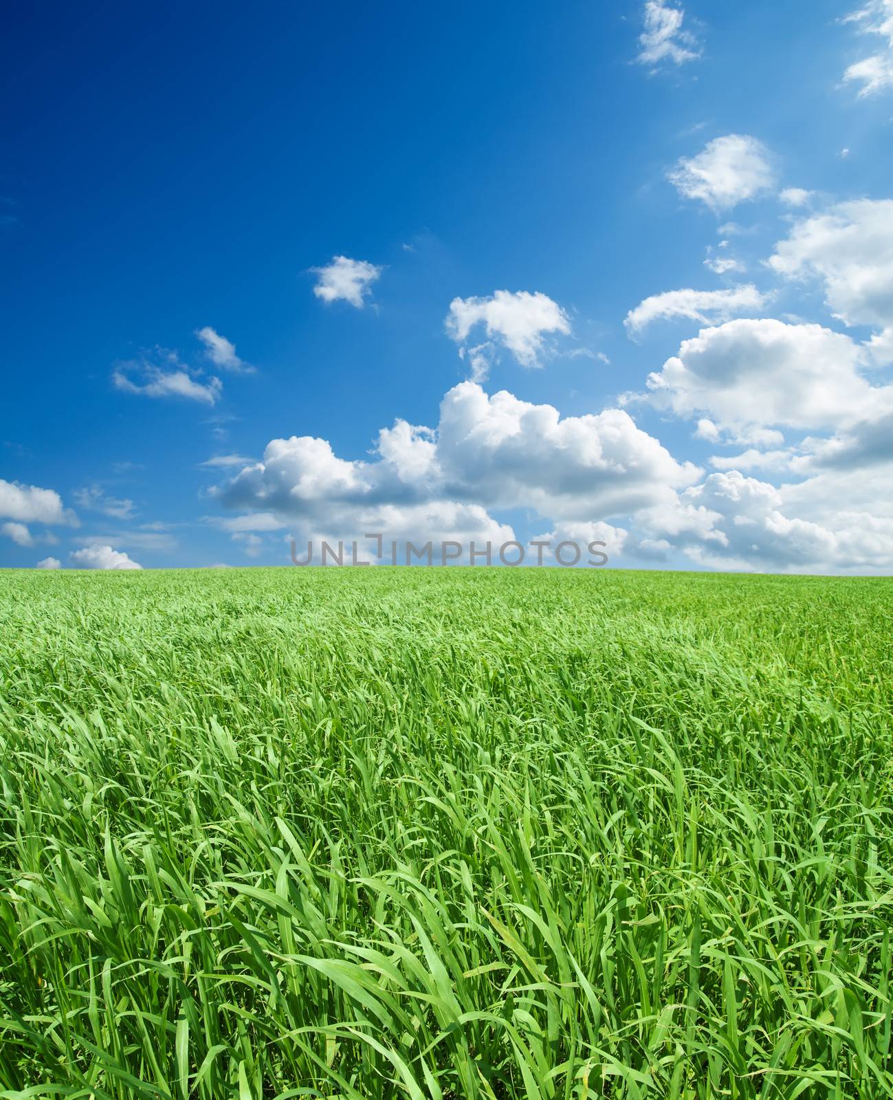 field of green grass and deep blue sky with clouds by mycola