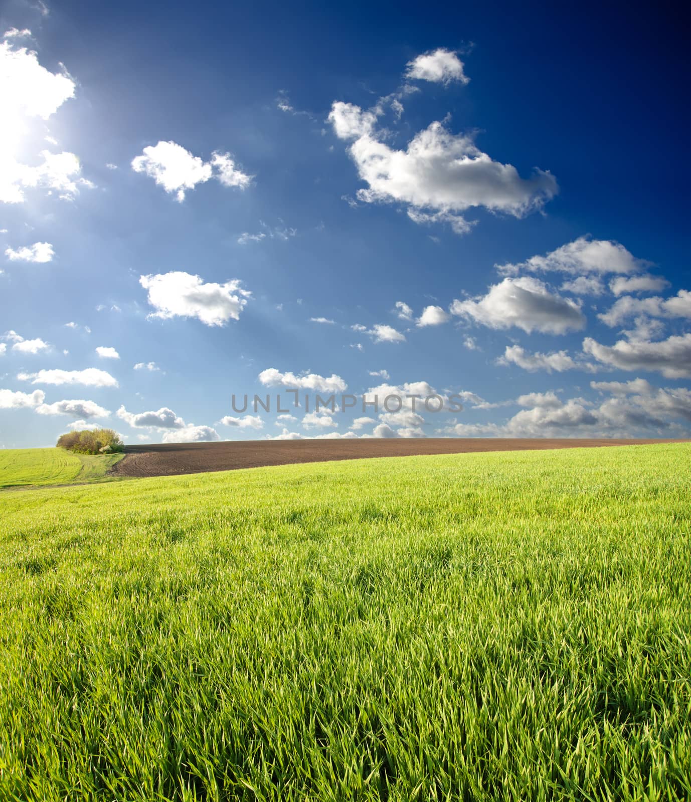 green spring field under deep blue sky by mycola