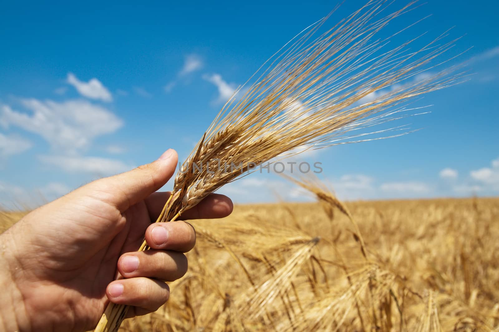 gold harvest in hand