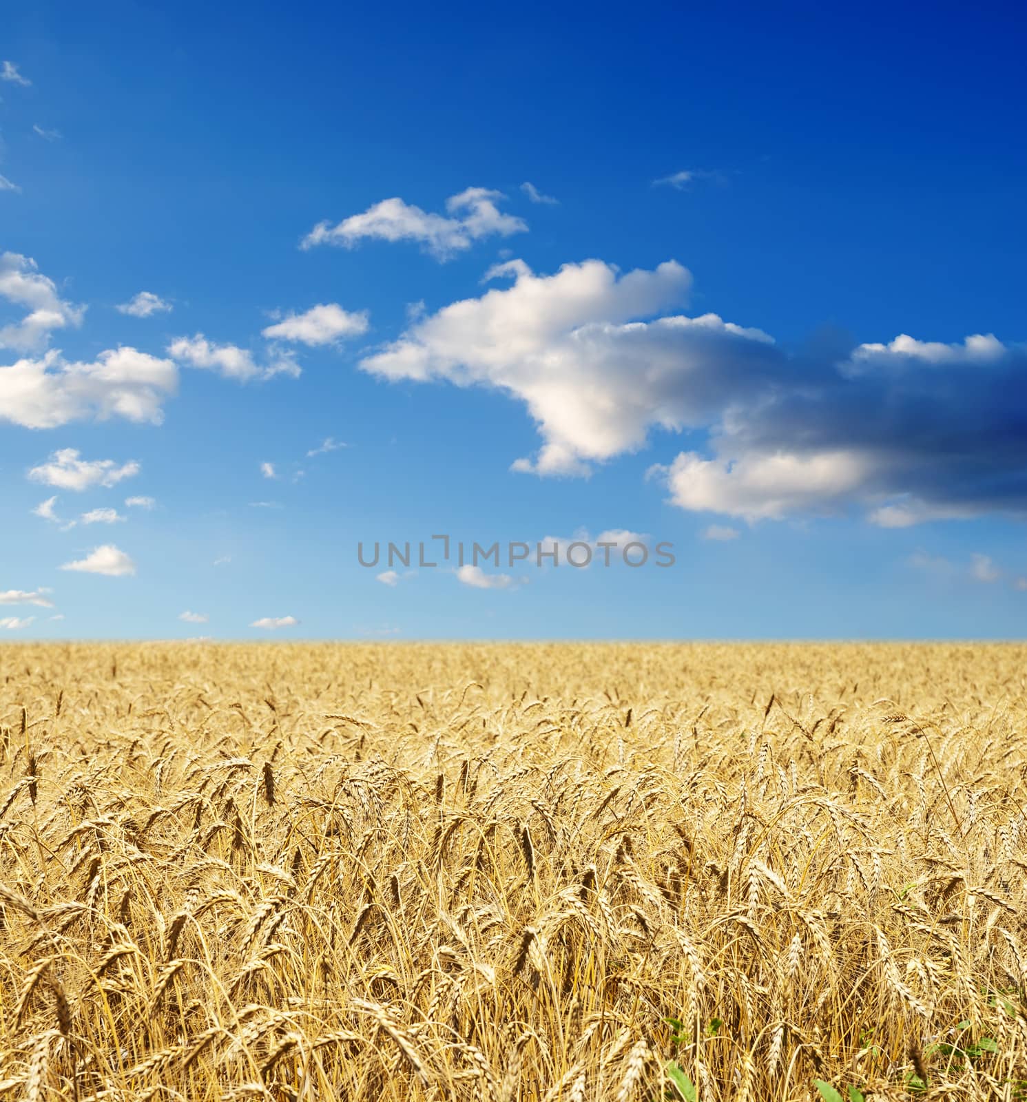 gold ears of wheat under sky. soft focus on field