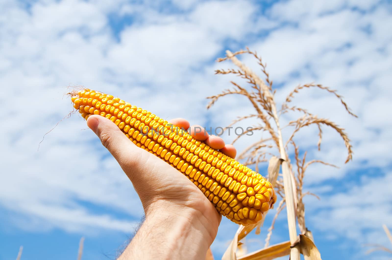 maize in hand