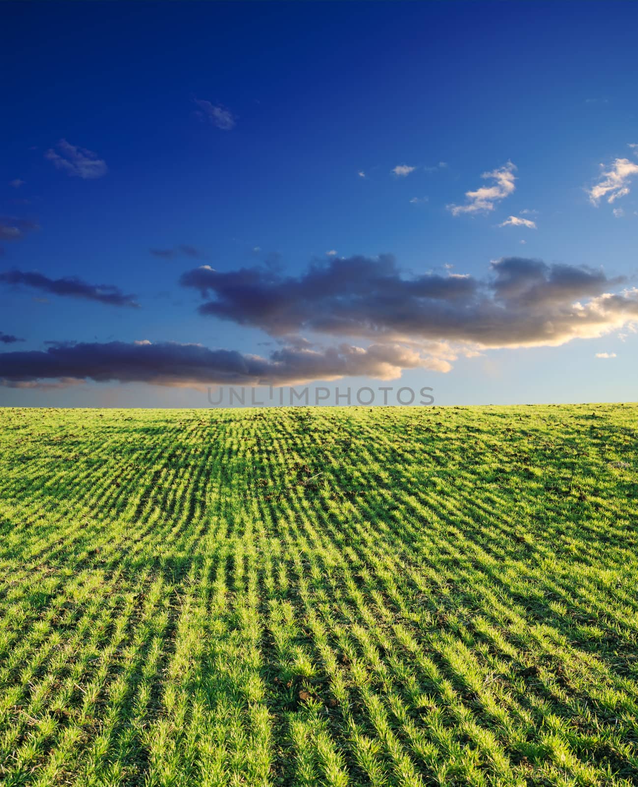 field with green grass under deep blue sky with clouds