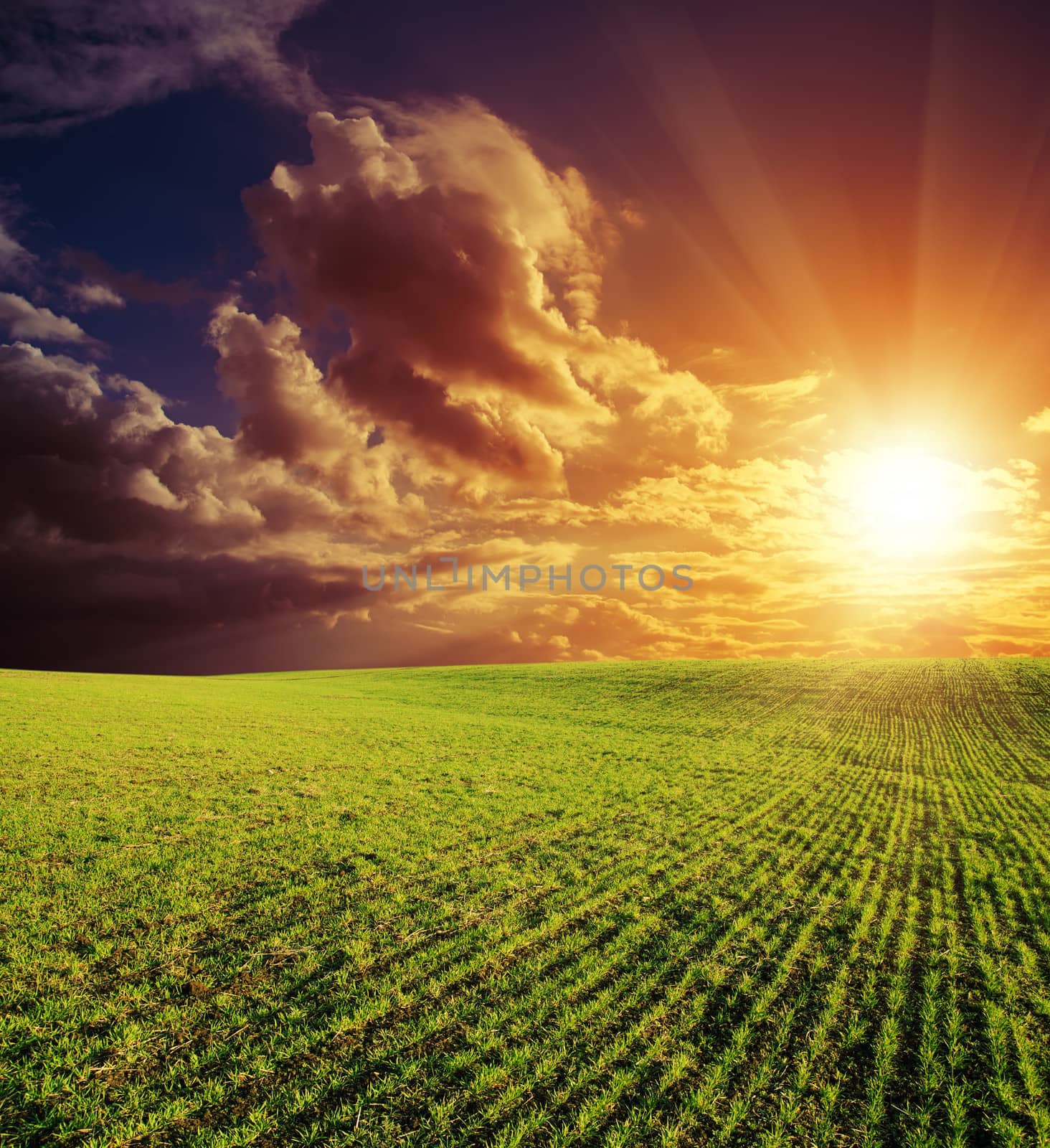 agricultural green field and good red sunset